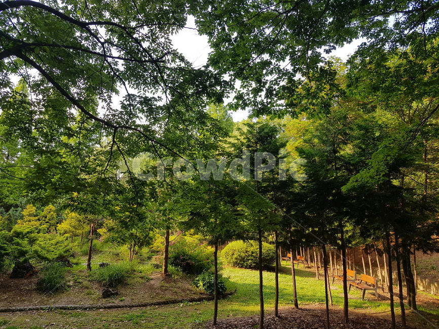 인천대공원,공원,자연,풍경,배경화면,여름,힐링