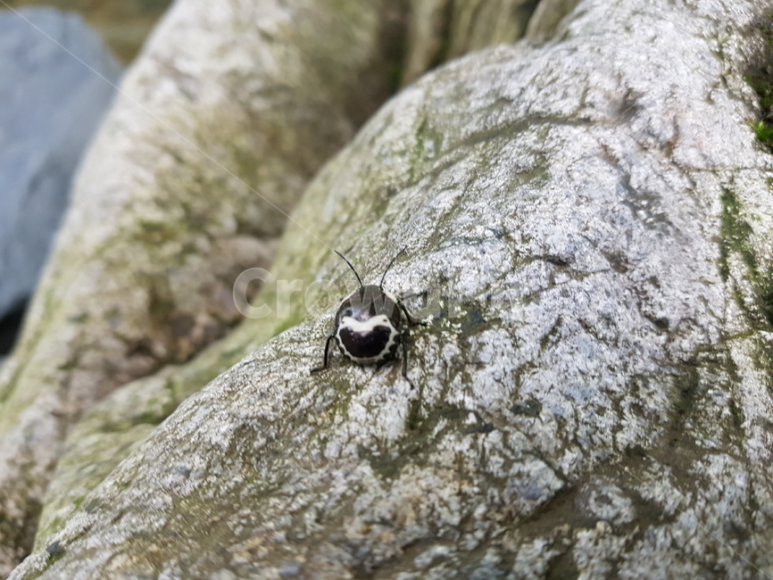 벌레,하트,곤충,자연,동물,곤충,벌레,insect,bug