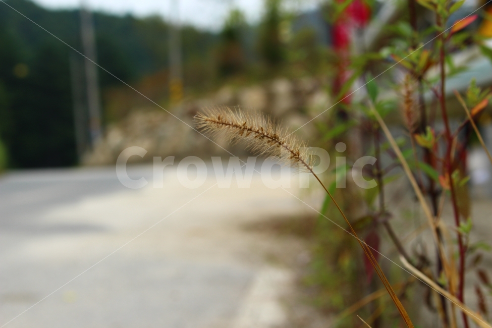 가을,강아지풀,도로,들풀,자연,풍경,들꽃,야생화,식물,세피아,nature,fall,season,plants,road,가을,계절,fall,autumn,season,식물,자연,plants,nature,plant,grass,잔디,lawn,reed,갈대