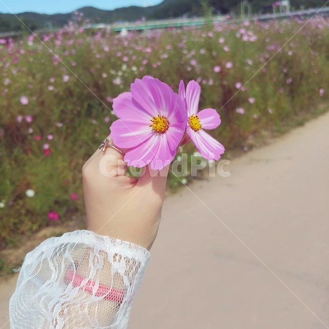 코스모스,가을꽃,시계,그리움,사랑