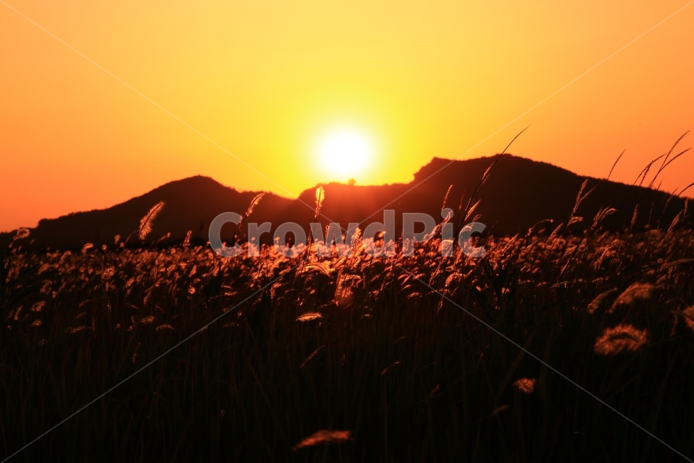 일몰,수섬,삘기꽃,삘기,화성,해넘이,노을,sunrise,역광,자연,풍경,nature,landscape,실루엣,그림자,silhouette,shadow,light,빛,flare,플레어,sunlight,햇빛