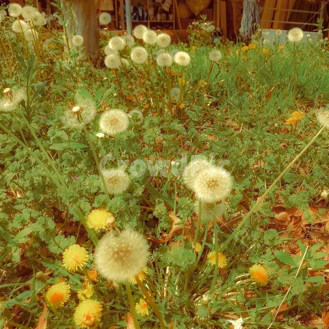 민들레,민들레홀씨,홀씨,꽃,광합성,자연,민들레씨,여름,식물,생명,씨앗,자라난,하얀색,노란색,주황색,더운,피어난,초록