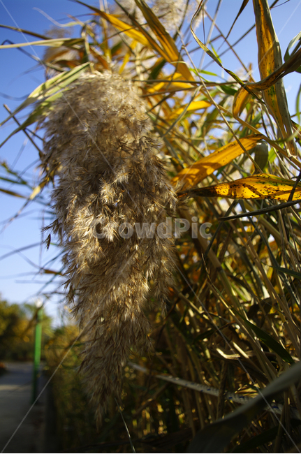 autumn,가을,식물,억새,풀,가을,계절,fall,autumn,season,식물,자연,plants,nature,grass,잔디,plant
