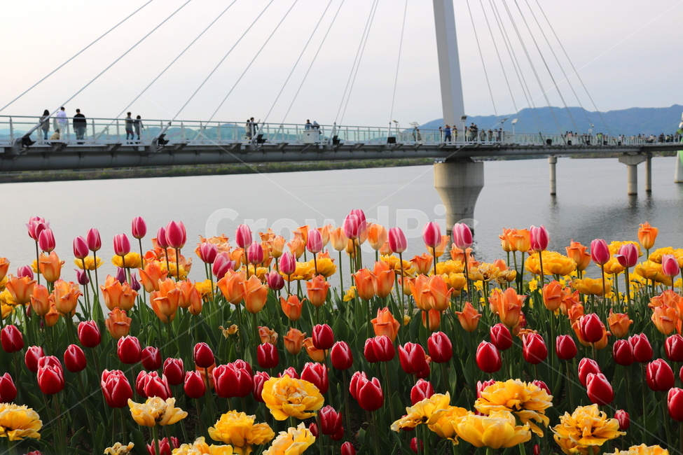 튤립,꽃,튤립꽃,구근초,식물,튜울립,봄,봄꽃,자연,스카이워크,소양강스카이워크,춘천,춘천시,다리,강,물,소양강