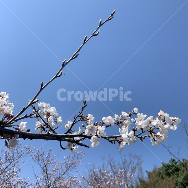 봄,벚꽃,꽃,하늘,자연,벚나무,spring,sky,nature,cherryblossom,flower