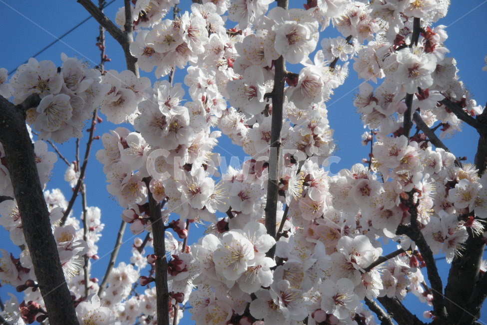 꽃,벚꽃,벚나무,봄,하늘,cherryblossom,flower,nature,landscape,매화,하얀꽃,봄꽃,식물,자연,plants,감성,sensible,feeling,spring,봄,계절,spring,season,식물,자연,plants,nature,꽃,flower,plant,blossom