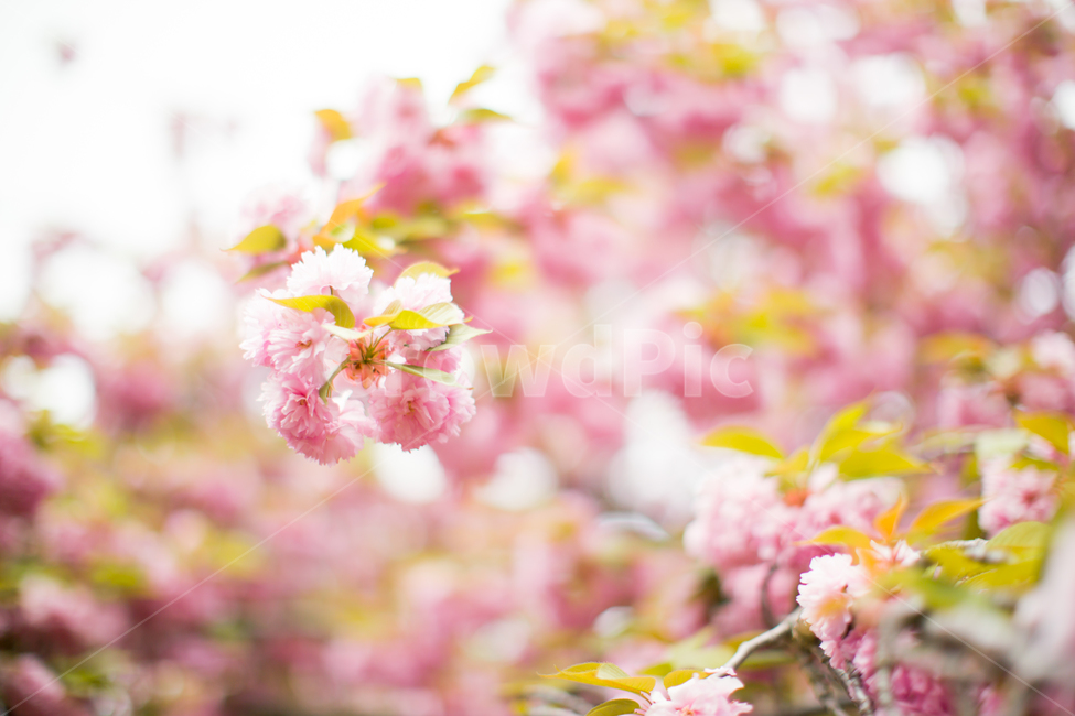 봄,벚꽃,겹벚꽃,분홍색,꽃,플라워,분홍분홍,꽃나무,꽃놀이,flower,doublecherryblossoms,cherryblossoms