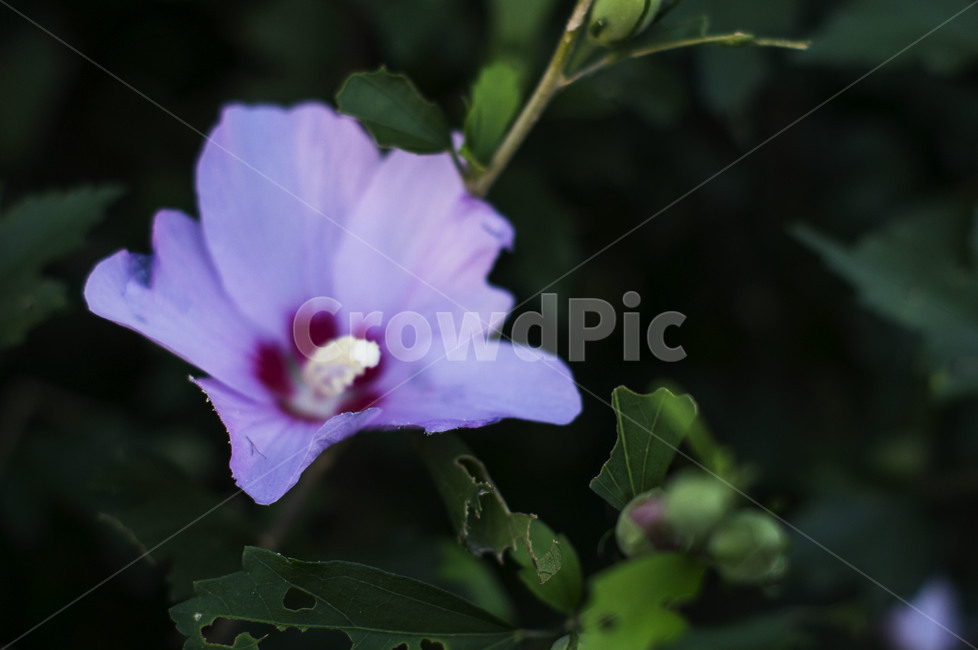 꽃,무궁화,국화,일편단심,대한민국,사선,식물,자연,plants,nature,꽃,flower