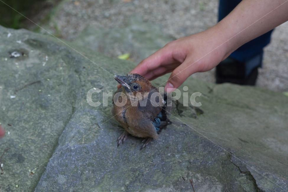 animal,새,bird,동물,사람