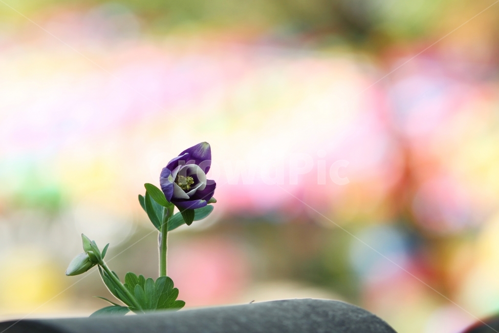매발톱꽃,봄꽃,식물,자연,감성사진,식물,자연,plants,nature,꽃,flower