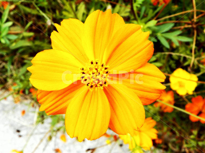 꽃,식물,꽃잎,플라워,코스모스,식물,자연,plants,nature,꽃,flower
