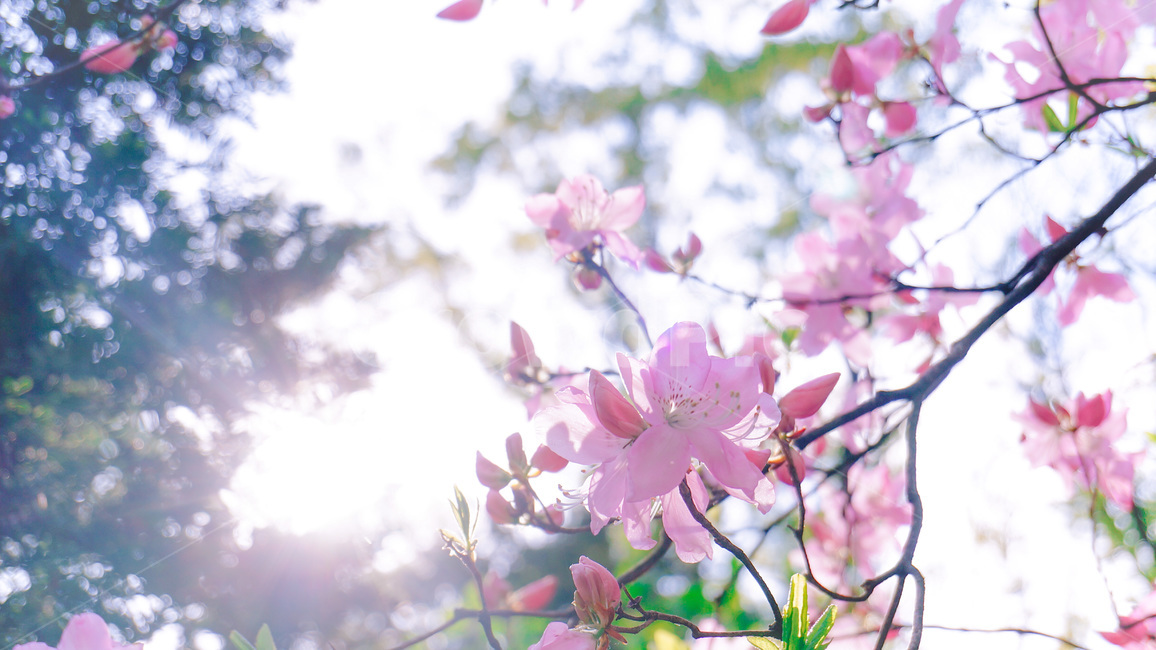 꽃,철쭉,핑크,나뭇가지,자연,빛,꽃송이,꽁봉오리,flowerbud,flower,bloom,pink,spring,nature,light,royalazalea,봄,계절,spring,season,식물,자연,plants,nature,꽃,flower,plant
