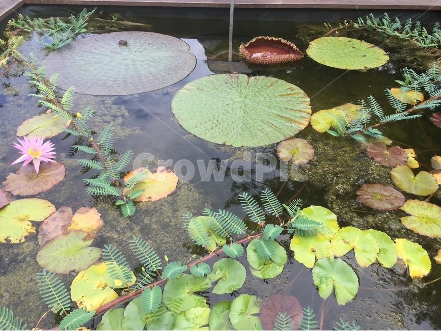 연못,꽃,연꽃,연닢,아름다운연못,식물,자연,plants,nature,꽃,flower