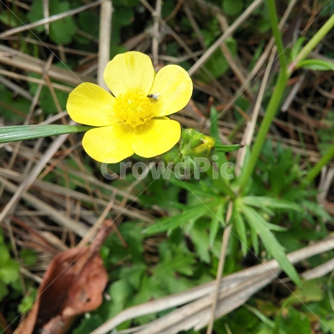 꽃,여름,노란색,에너지,컬러,시골,감성,소박함,조화,낙엽,풀,싱그러움,flower,summer,harmony