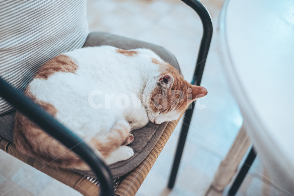 고양이,cat,길고양이,길냥이,냥이,치즈냥이,반려동물,animal,노랭이,동물,animal,포유류,mammal,고양이,cat,kitten,kitty,감성,sensible,feeling