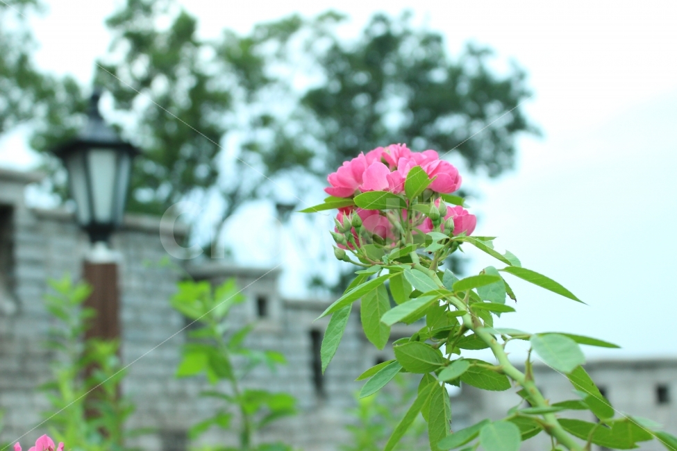 서울,혜화,대학로,낙산공원,경치,풍경,꽃,성곽길,식물,자연,plants,nature,꽃,flower