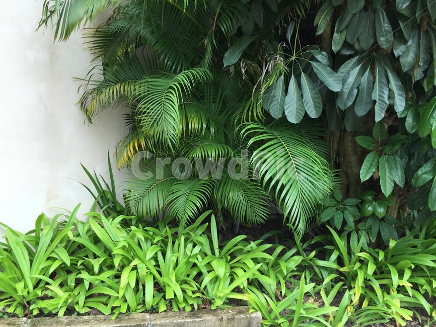 vegetation,초목,plant,식물,tree,나무,rainforest,열대우림,outdoors,옥외,nature,자연,land,여름,식물,자연,plants,nature