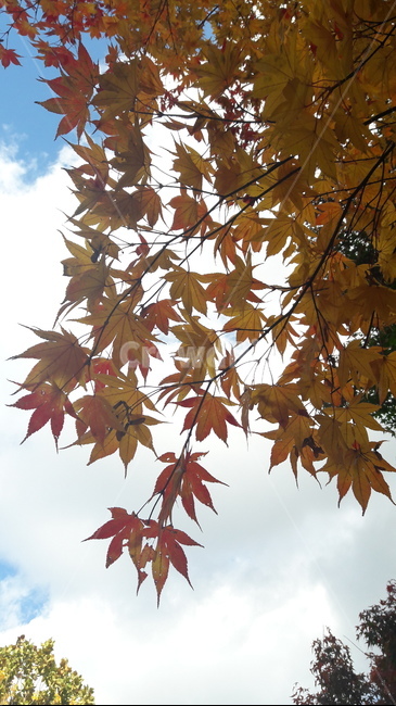 가을,단풍,나무,하늘,아름다움,가을,계절,fall,autumn,season,leaf,잎,plant,식물,tree,maple