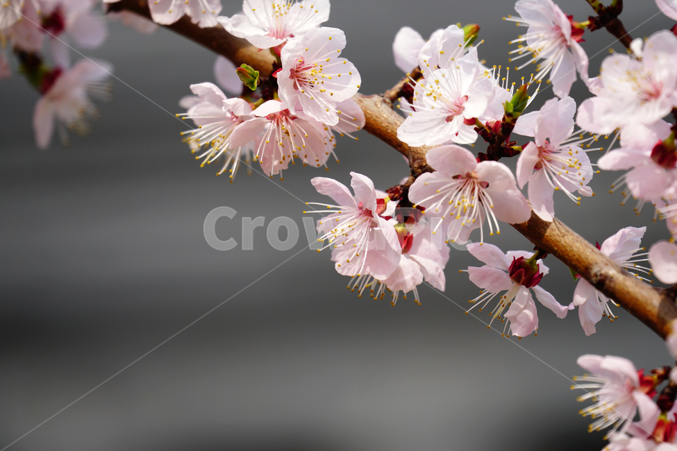 살구나무꽃,봄꽃,한국자연,꽃,꽃사진,플라워,flower,봄,spring,식물,plants,자연,nature,풍경,landscape,계절,season,snap,스냅,접사,macro,closeup,클로즈업,감성사진,감성,힐링,healing,느낌,feel,feeling,꽃밭,화단,나무,나뭇가지,tree,꽃봉오리,4월,April,살구나무,봄,계절,spring,season,식물,자연,plants,nature,꽃,flower,plant