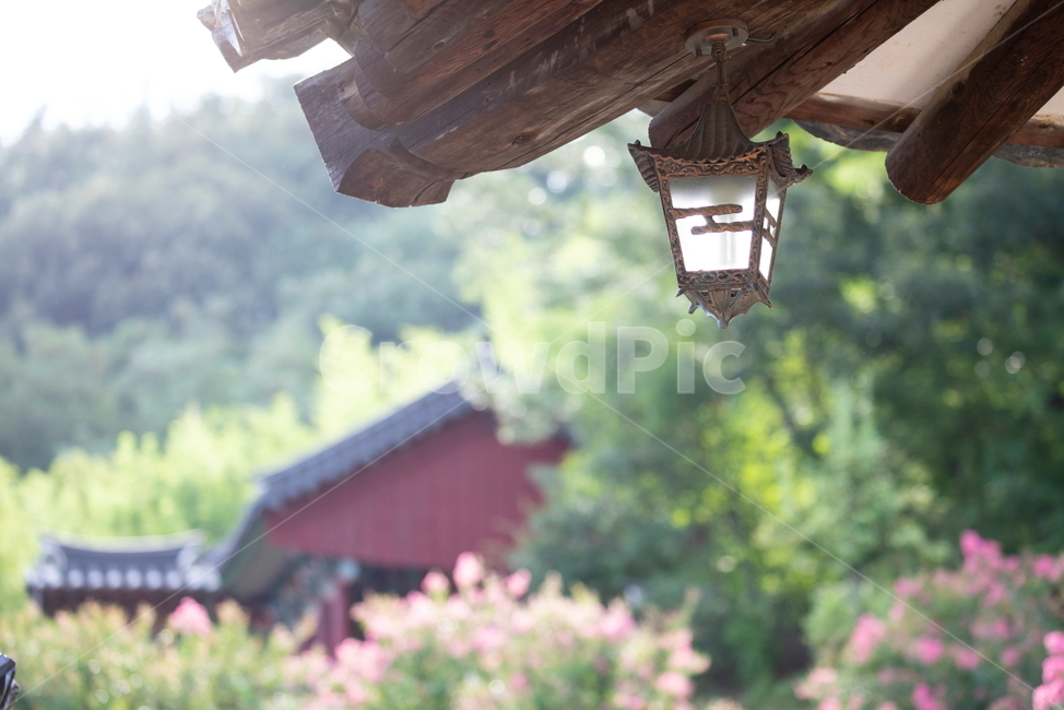육신사,배롱나무,배롱나무꽃,꽃,유적,달성군,달성군육신사,사육신,가을,감성,한국전통,한국문화,korean traditional,korean culture,건축물,건물외관,exterior,building,structure,architecture,construction