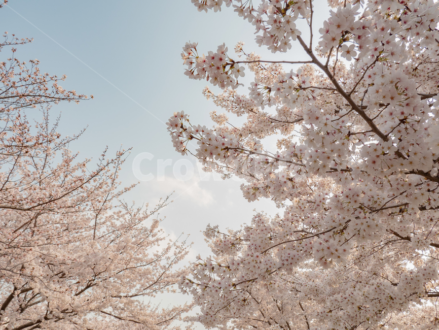 봄,벚꽃,꽃,하늘,하얀,분홍,나무,봄,계절,spring,season,plant,식물,blossom,flower,cherry blossom