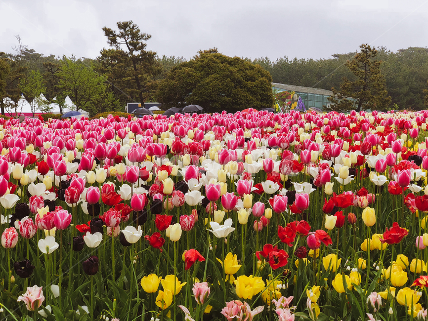 plant,식물,flower,blossom,꽃,튤립,튤립축제,식물,자연,plants,nature,꽃,flower