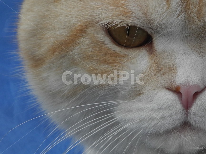 고양이,cat,반려동물,animal,애완용,pet,동물,animal,포유류,mammal,고양이,cat,kitten,kitty