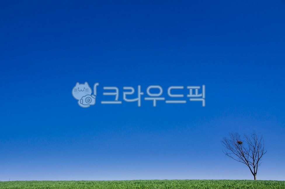 Sky,Blue Sky,Blue Sky,Clear Day,Landscape Photography,Natural Scenery,Tree,Lone Tree,Standing Alone,Bird's Nest,Nest,Life,Waiting,Minimalism,Simple,Clean,Peaceful,Serene,Silent,Healing,Background Image,Design Source,Copyspace,Gr