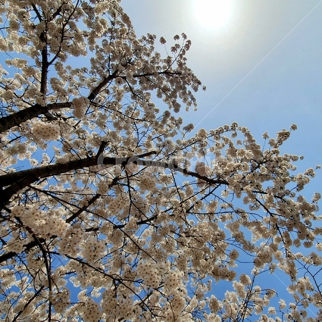 벚꽃,식물,flower,꽃,plant,햇살,오후,맑음