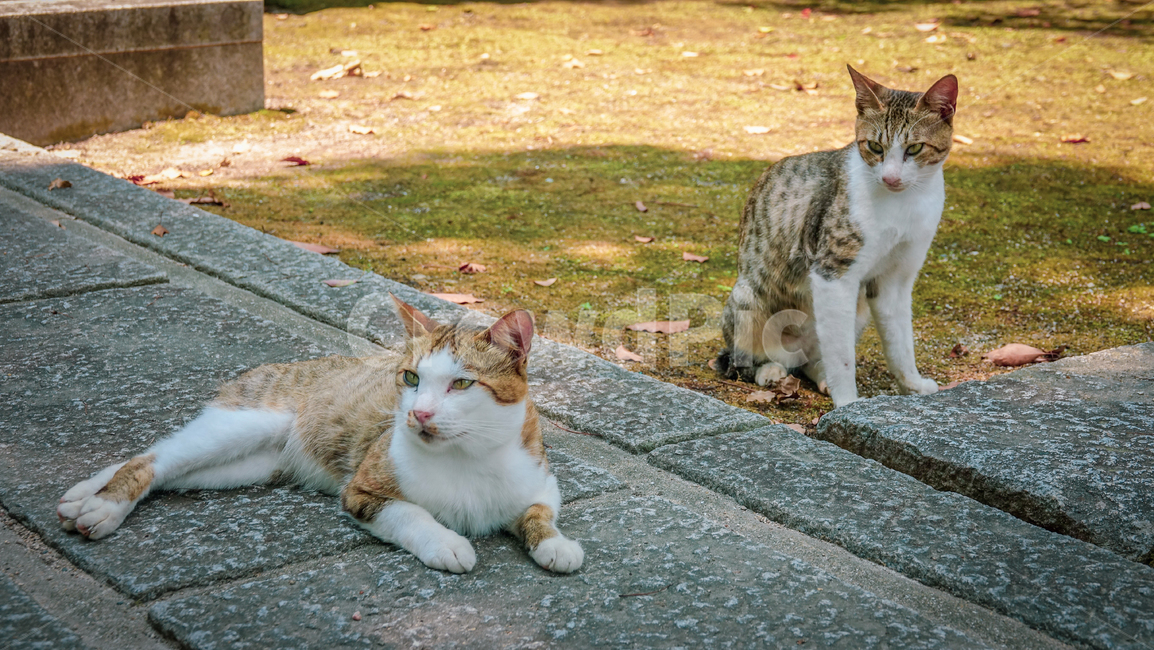 고양이,일본고양이,길고양이,cat,kitty,mammal,kitten,pet,냥이,animal,동물