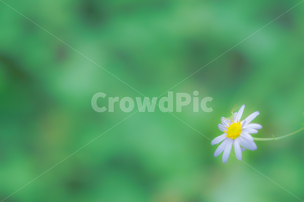꽃,국화,봄,식물,예쁨,식물,자연,plants,nature,꽃,flower