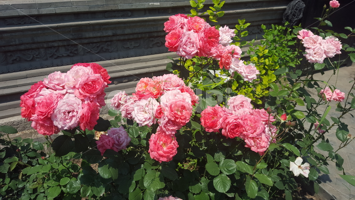 꽃,식물,flower,plant,화려함,가을,식물,자연,plants,nature,꽃,flower
