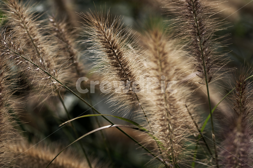 수크령,길갱이,가을,계절,벼과,다년생초본,조경식물,식물,자연,plants,nature