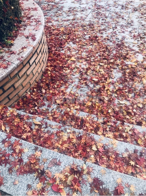 가을,낙엽,가을하늘,단풍,가을풍경,가을,계절,fall,autumn,season,paper,종이,confetti,색종이 조각