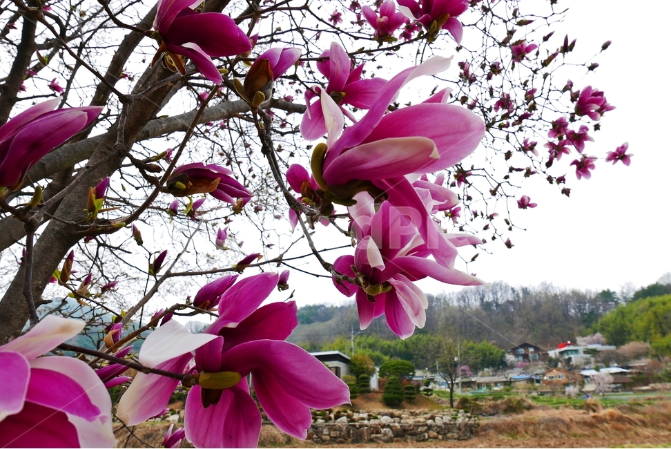 목련꽃,목련,자목련,봄꽃,꽃,꽃잎,잎,잎사귀,자주색,나무,나뭇가지,초록색,녹색,배경,탐스런,봉우리,꽃봉우리,봉오리,꽃봉오리,새싹,봄,큰꽃잎,하늘,마을,전원풍경,군락,봄,계절,spring,season,식물,자연,plants,nature,꽃,flower,plant,blossom