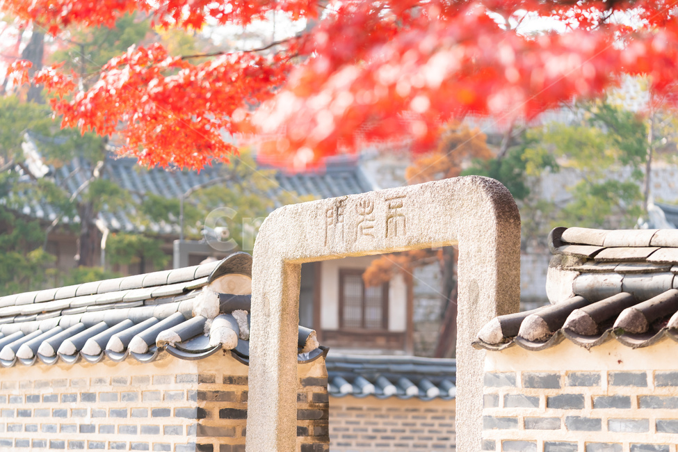 leaf,잎,plant,식물,창덕궁,후원,고궁,전통,건물