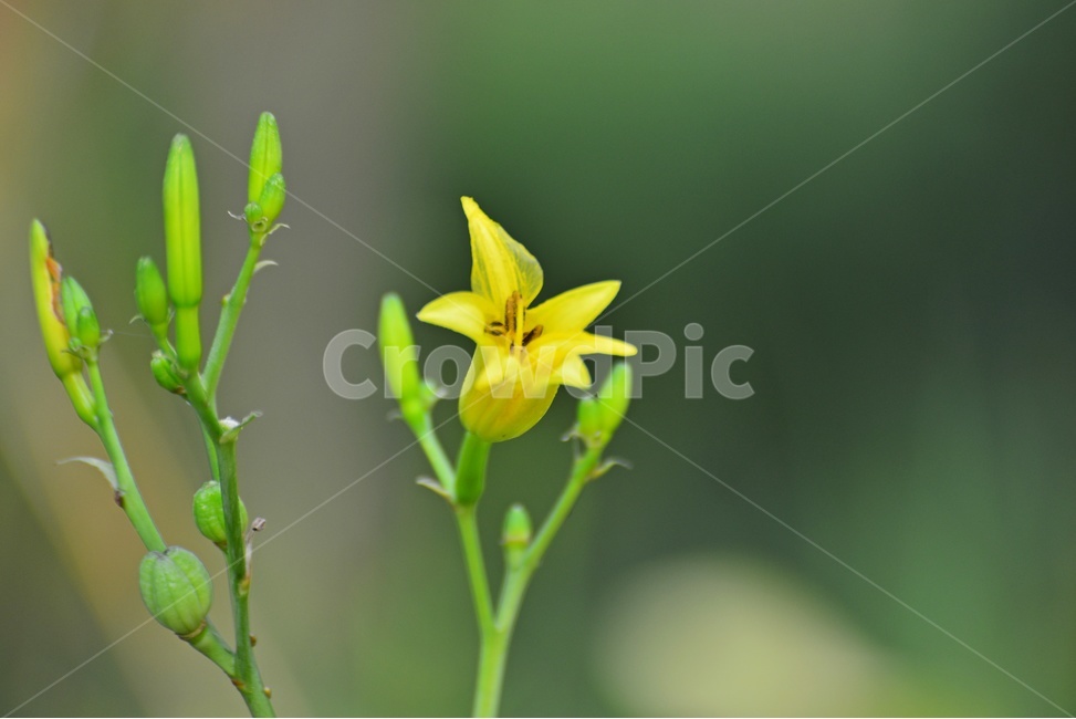 plant,식물,blossom,flower,꽃,각시원추리,각시원추리꽃