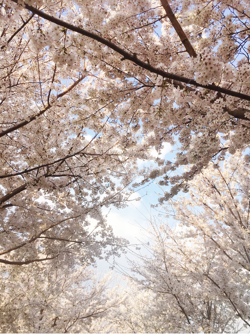벚꽃,봄,봄나들이,꽃,공원,봄,계절,spring,season,plant,식물,cherry blossom,flower,blossom