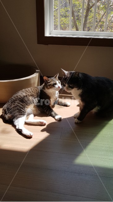 고양이,두마리,햇빛,집,cat