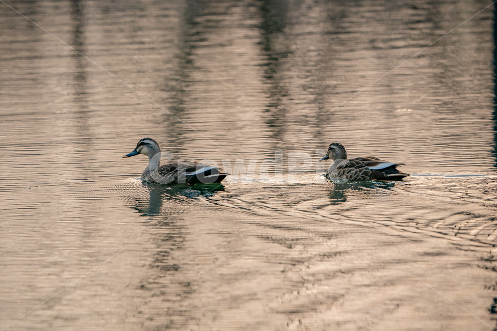 bird,동물,새,animal,오리,duck,커플,오리커플