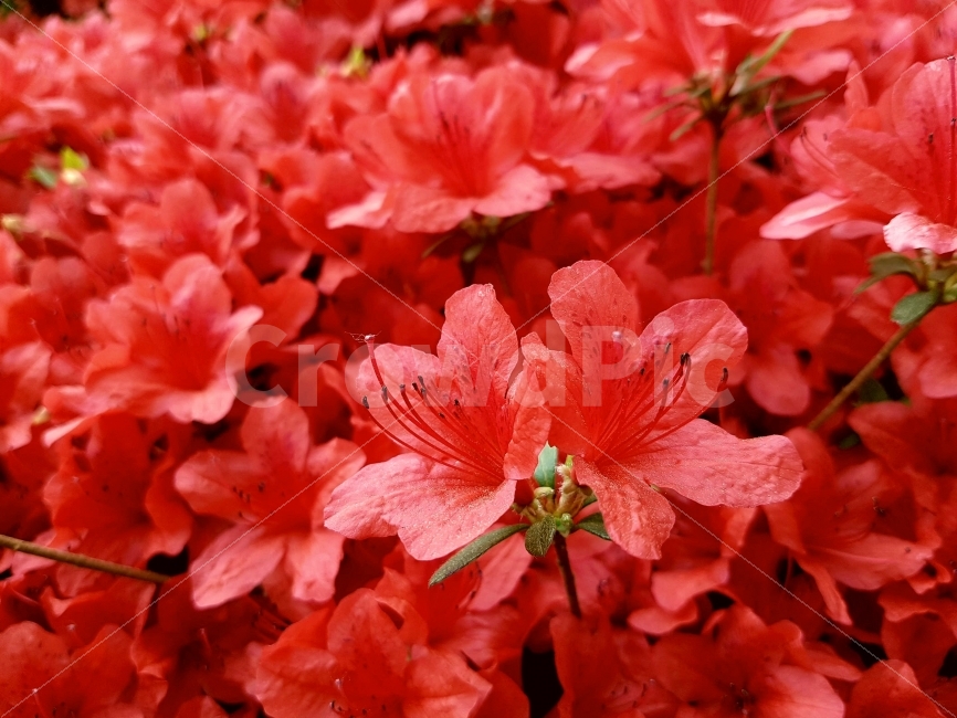 붉은,철쭉,꽃,자연,일상,색감,빨강,길거리,풍경,여행,royalazalea,flower,nature,daily,color,Red,street,landscape,View,Travel,식물,자연,plants,nature,꽃,flower