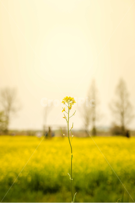 유채꽃,노란꽃,한국,유채꽃밭,꽃,봄,계절,spring,season,식물,자연,plants,nature,꽃,flower,field,들,grassland,목초지,outdoors,옥외,farm,농장,rural,농촌,meadow