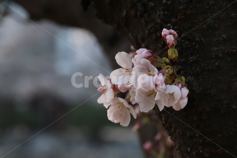 꽃,벚꽃,꽃나무,자연,풍경,봄,계절,spring,season,식물,자연,plants,nature,꽃,flower,plant,blossom,cherry blossom
