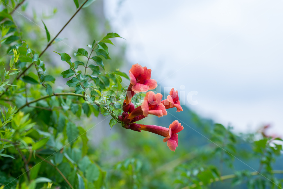 여름꽃,빨간꽃,능소화,미국,미국능소화,꽃,flower,야생화