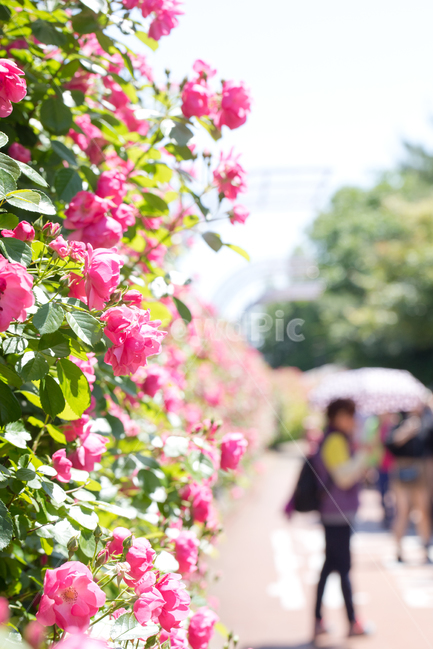 꽃,장미,분홍,식물,축제,color,flower,bloom,rose,plant,red,빨강,감성,스냅,식물,자연,plants,nature,꽃,flower