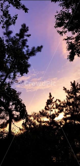 나무그림자,하늘,예쁜하늘,보랏빛하늘,하늘과나무,자연,풍경,nature,landscape,tree,나무,plant,식물