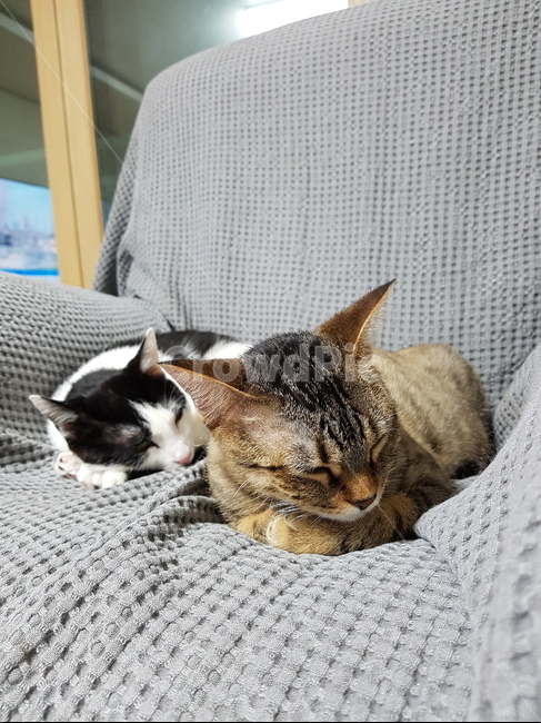 고양이,벵갈,코숏,잠,소파,동물,animal,포유류,mammal,고양이,cat,kitten,kitty