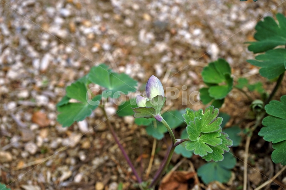 매발톱꽃,꽃,columbine,buds,leaves,beforeflowering,미나리아제비과,식물,자연,plants,nature,꽃,flower