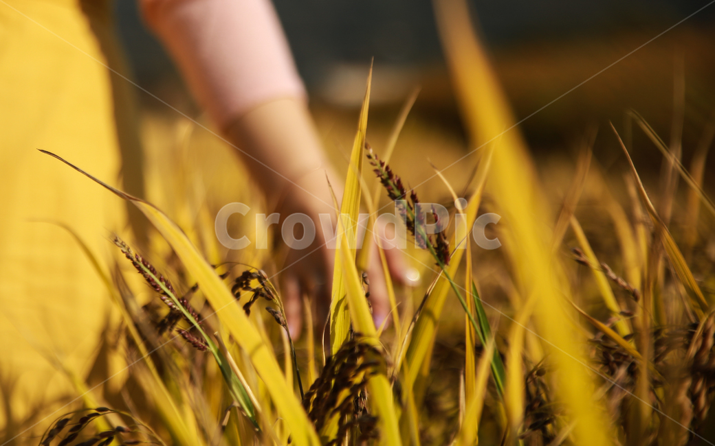 노을,벼,황금빛,나리공원,밭,가을,계절,fall,autumn,season,plant,식물,field,들