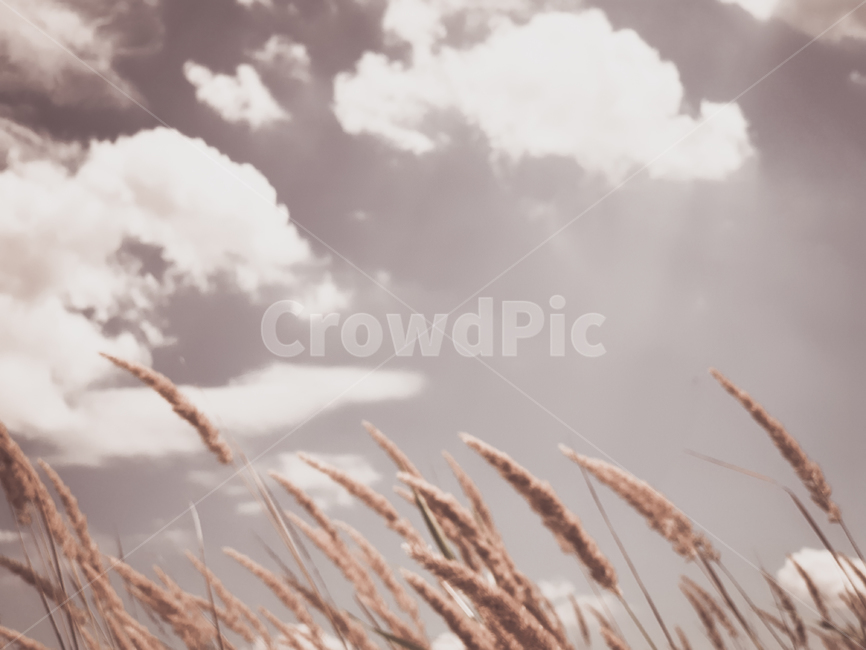 풍경,갈대,바람,하늘,구름,아련,기억,추억,감성사진,plants,grass,vegetation,clouds,wind,windy,landscape,scenery,emotional,sensitive,memories
